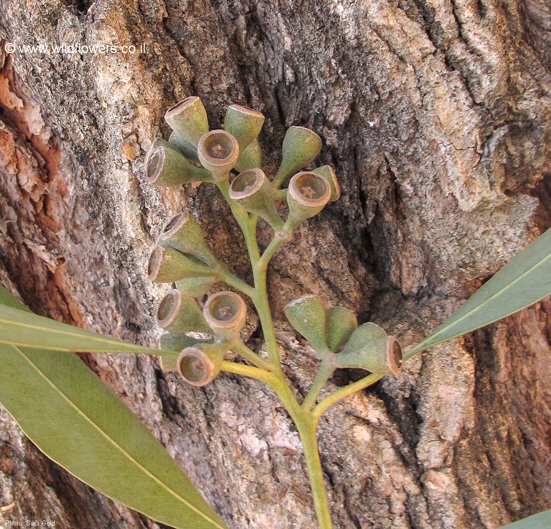 Eucalyptus robertsonii